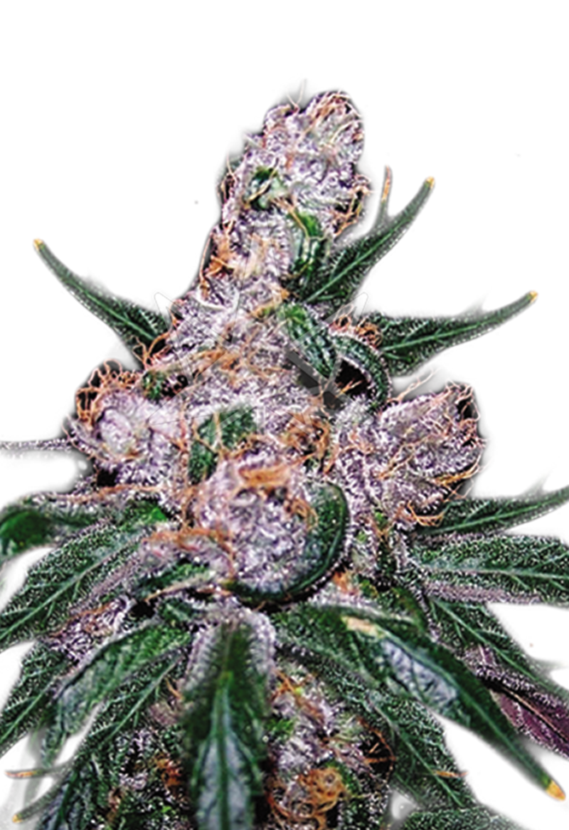 blue berry regular seeds