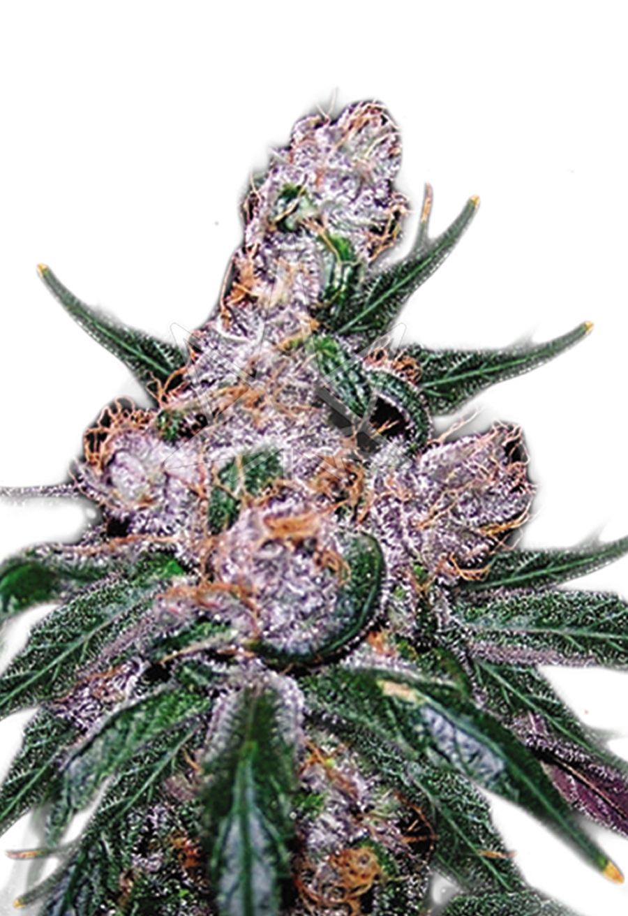 blue berry regular seeds