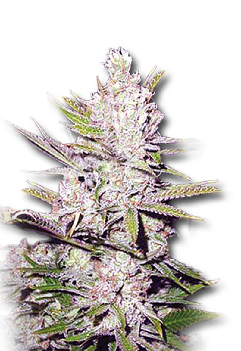haze xtreme regular seeds