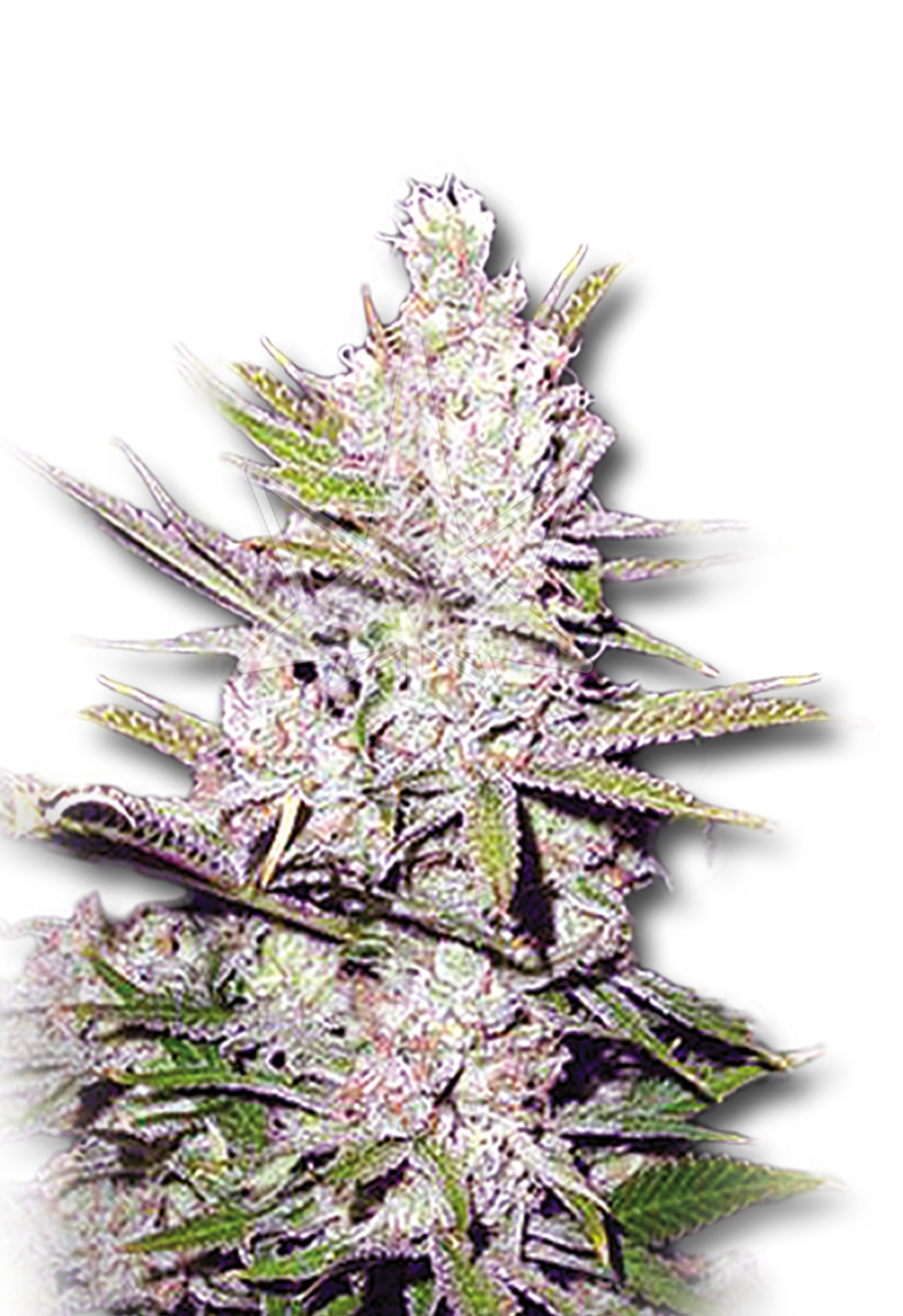 haze xtreme regular seeds