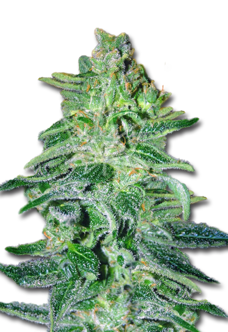 amnesia haze autoflower seeds