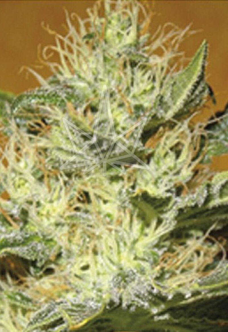 black mamba cbd seeds