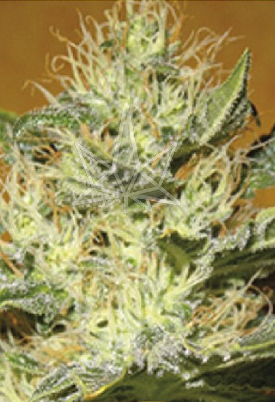 black mamba cbd seeds