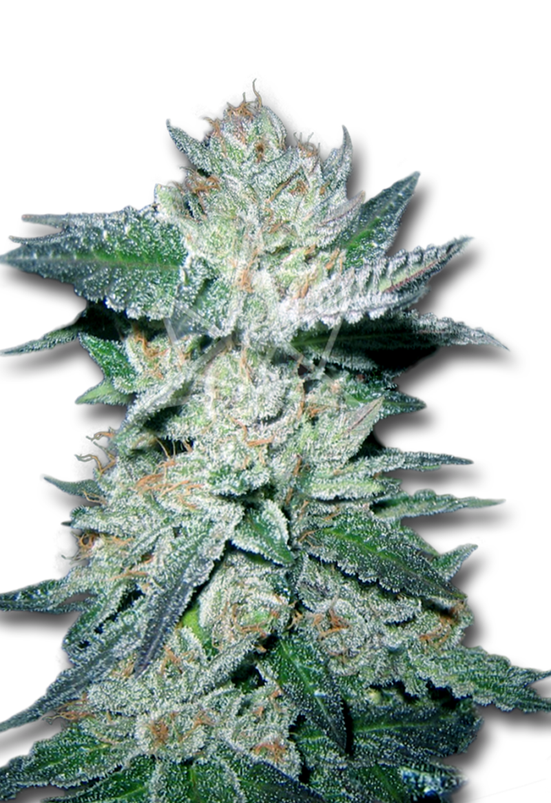 bubba kush feminized seeds