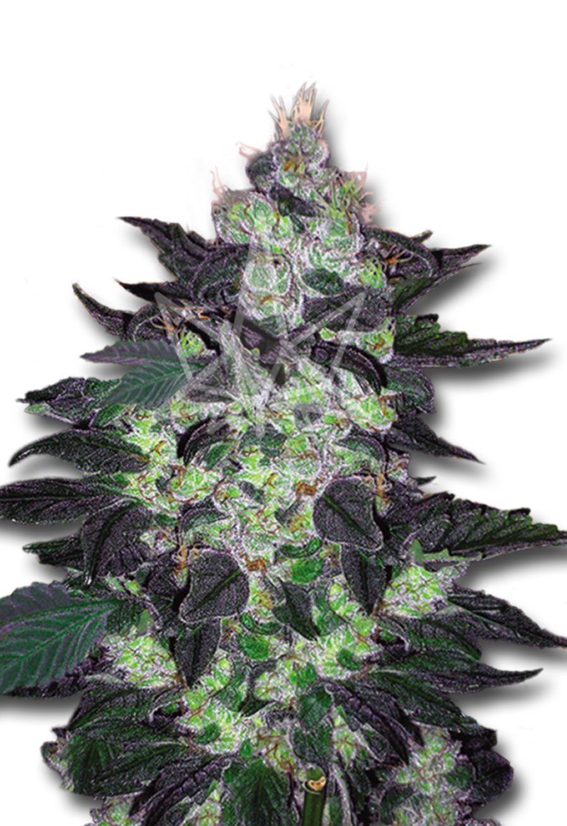 candy cane autoflower seeds