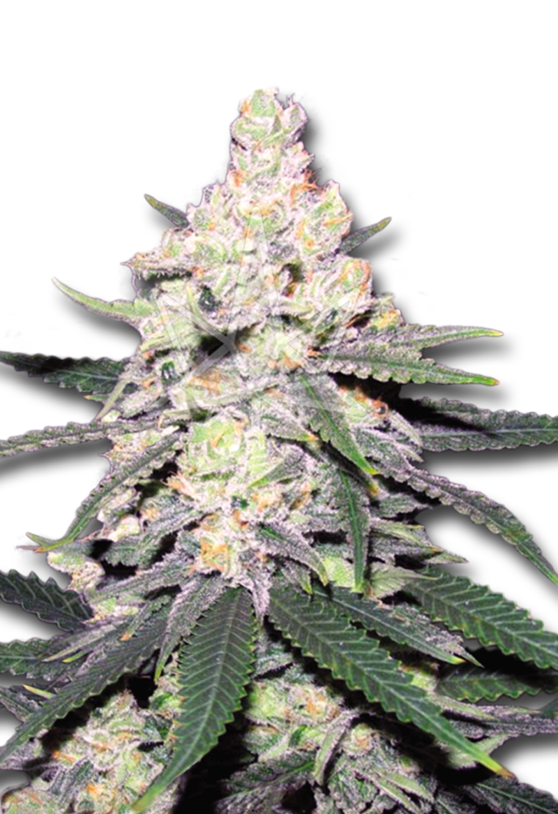 cb dutch treat feminized cbd medical