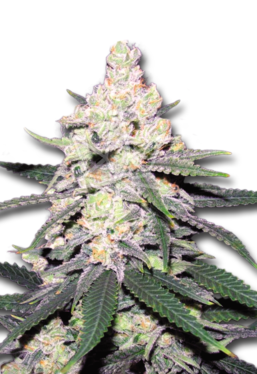 cb dutch treat feminized cbd medical