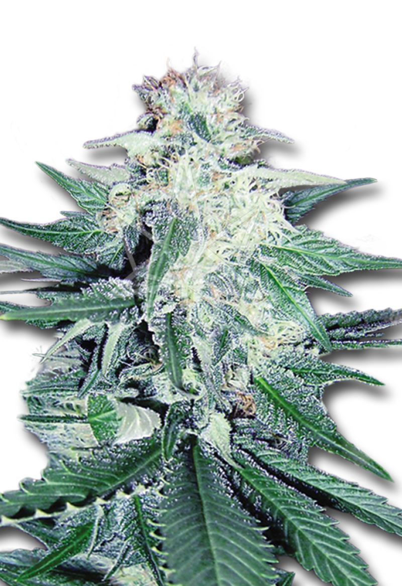 cd dream feminized cbd medical