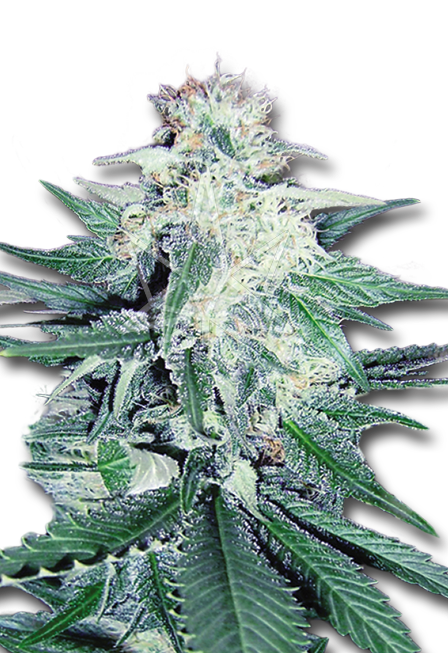 cd dream feminized cbd medical