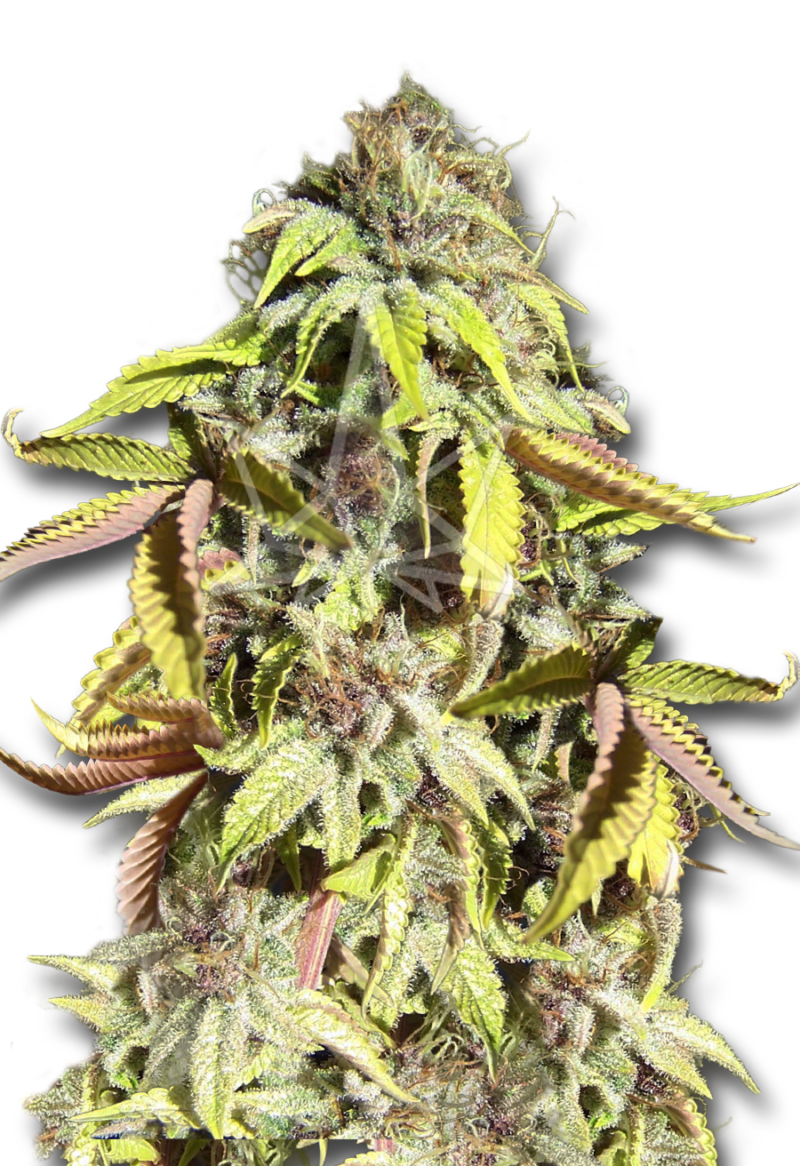 crown royale feminized seeds