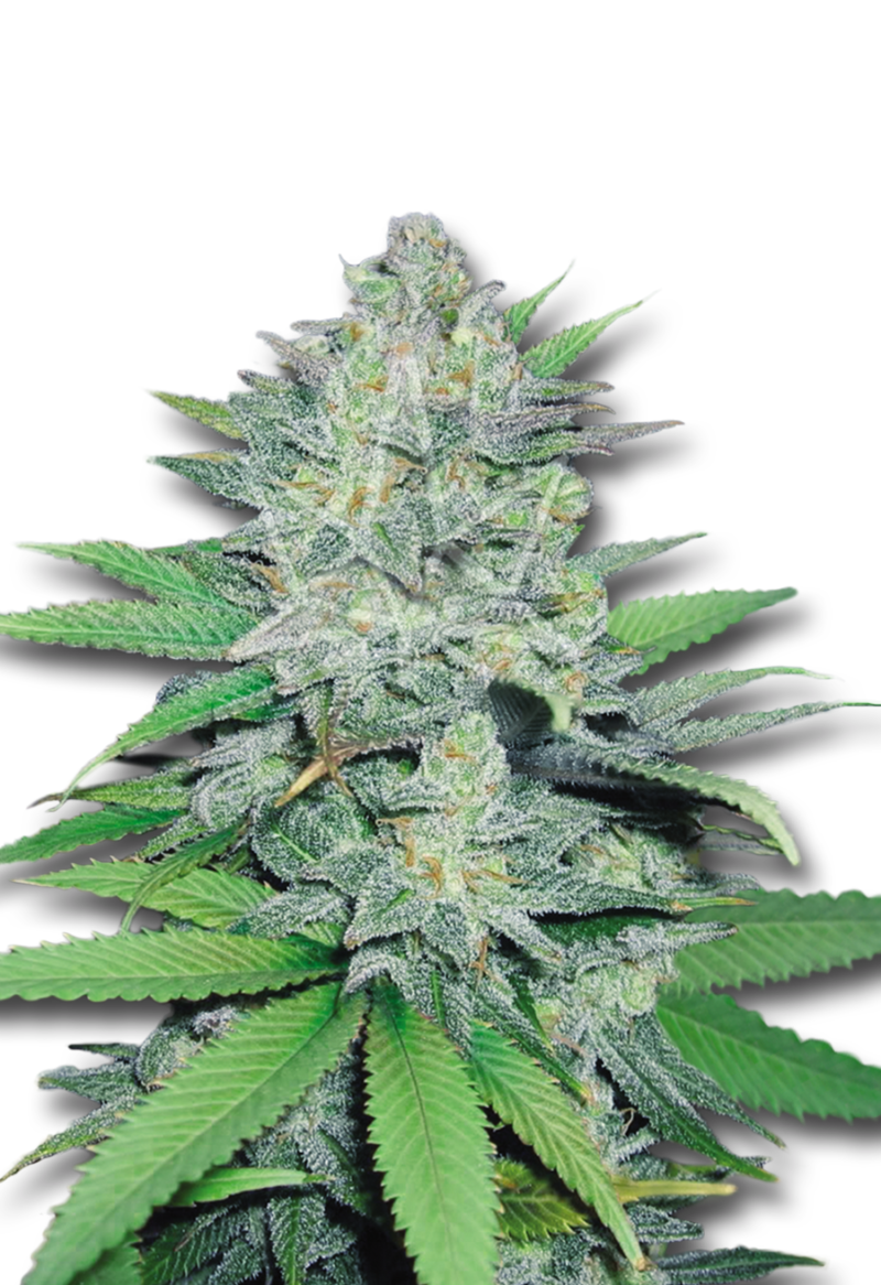 green crack feminized seeds
