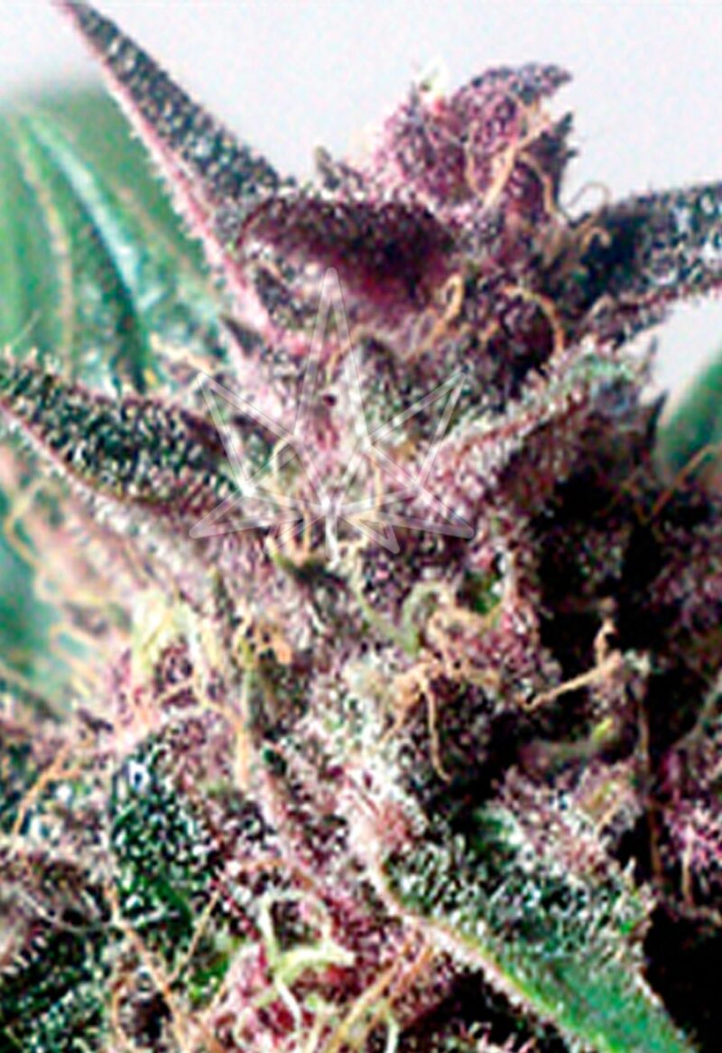 grizzly purple autoflower seeds