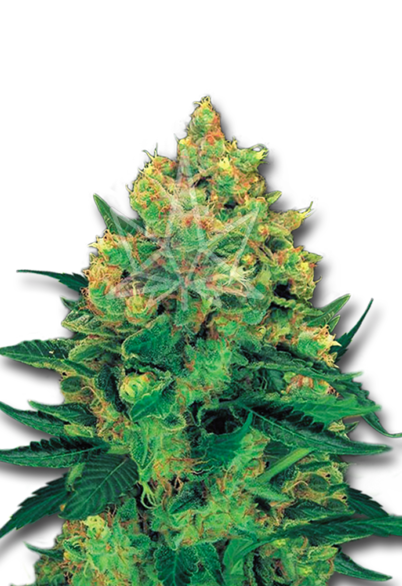 hash plant feminized seeds