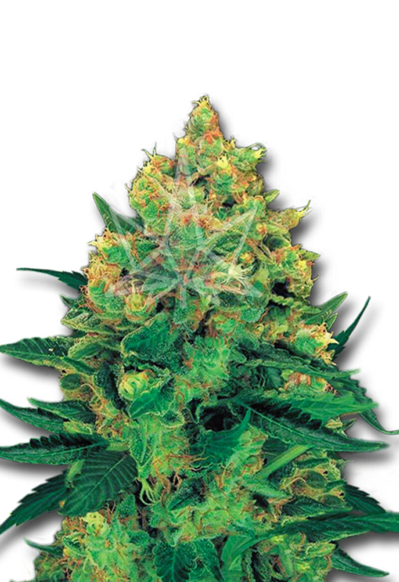 hash plant feminized seeds opt