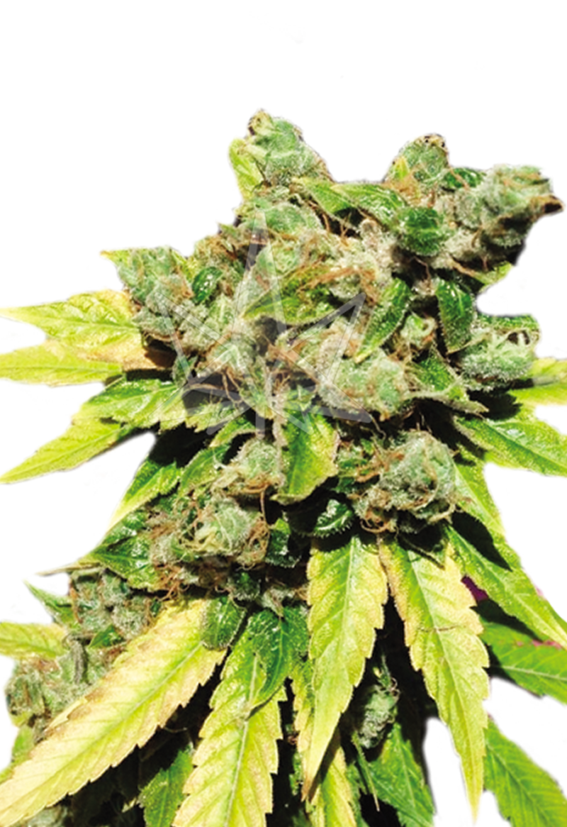 lambs breath autoflower seeds