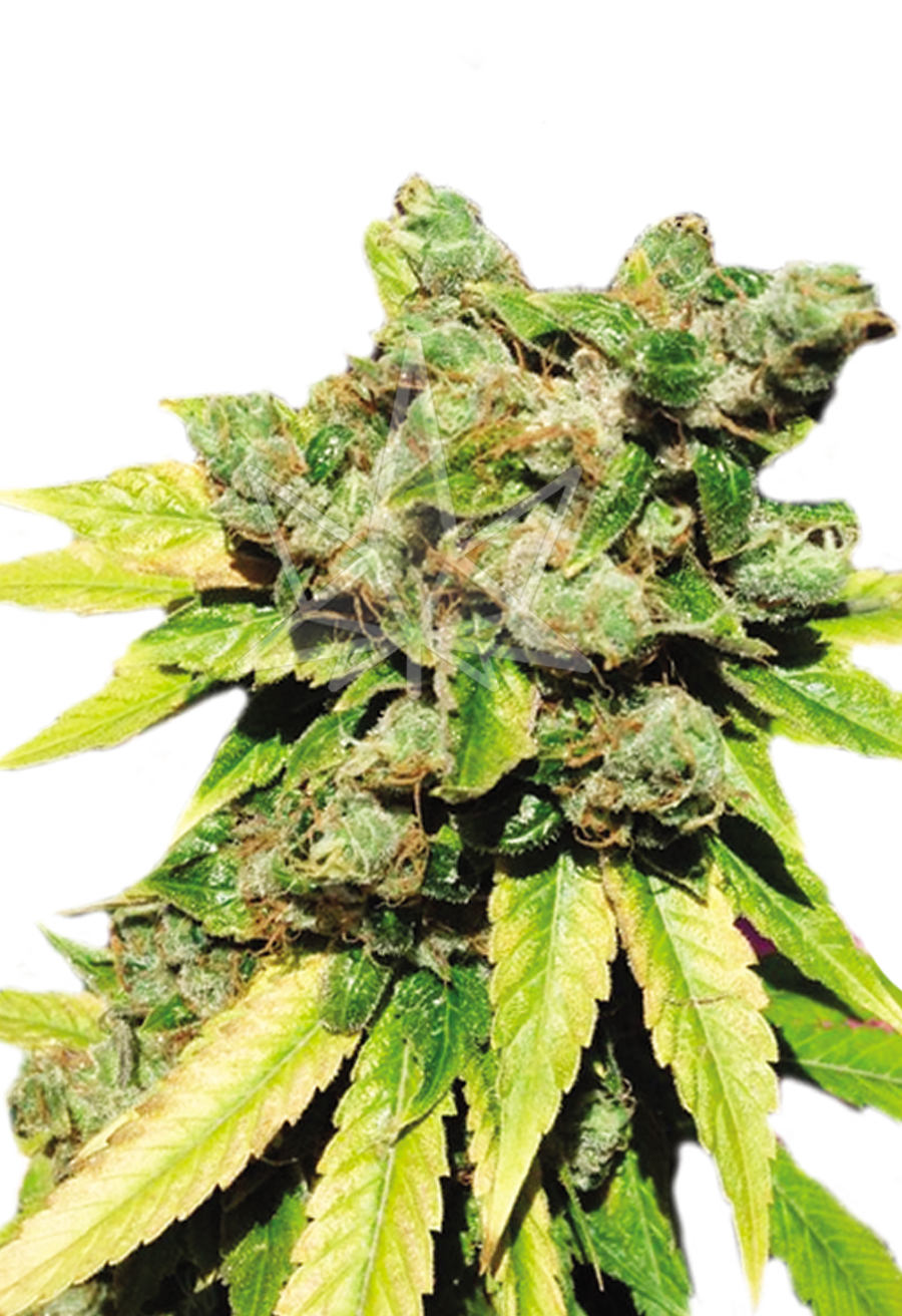 lambs breath autoflower seeds