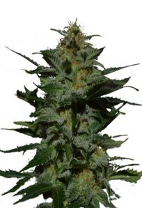 Blackberry AutoFlower Marijuana Seeds