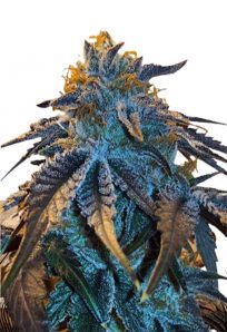 Master Kush Feminized Marijuana Seeds