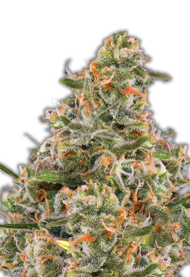 bubblegum feminized seeds