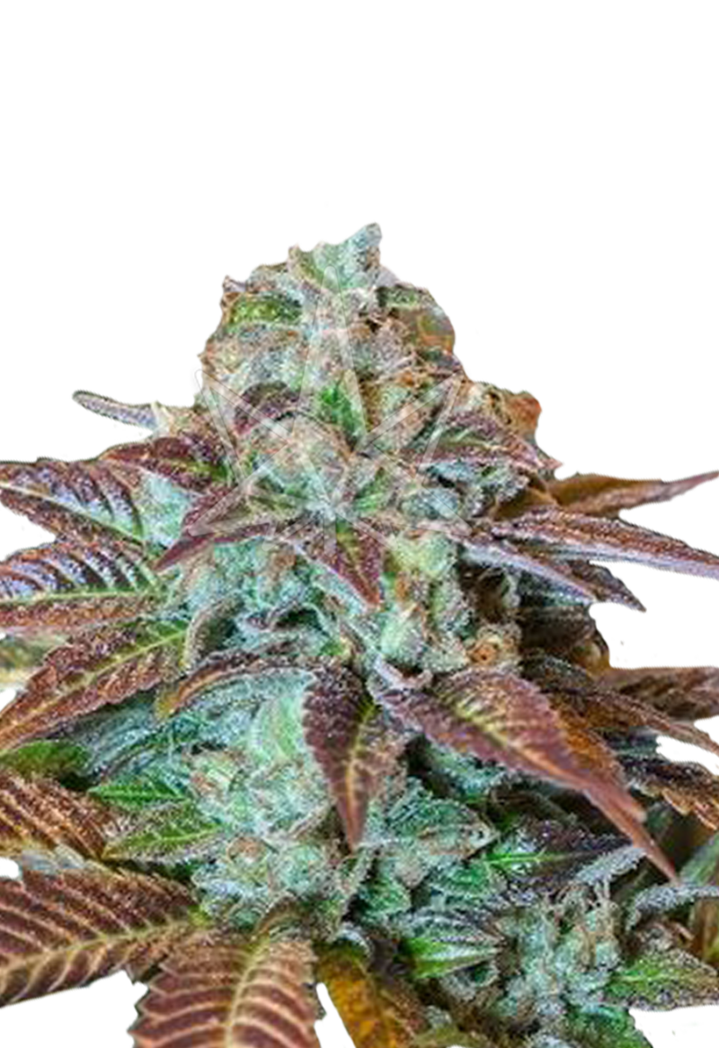 chocolate chunk regular seeds
