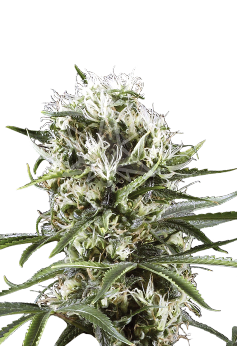 great white shark feminized seeds