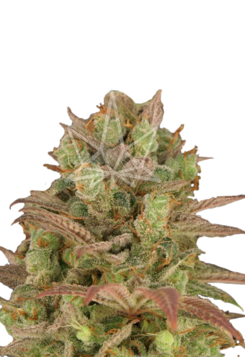 sour grape regular seeds