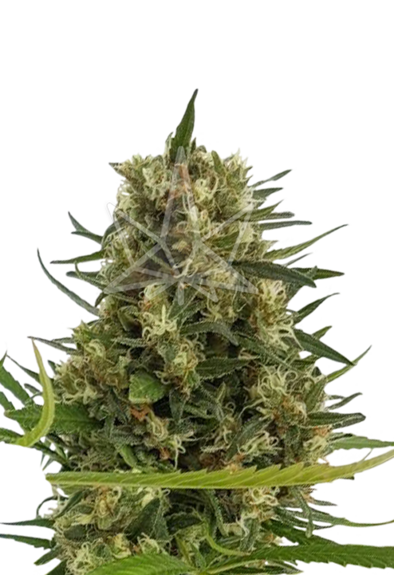 strawberry diesel feminized seeds