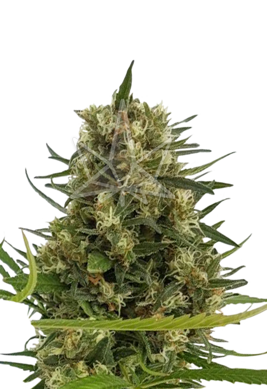 strawberry diesel feminized seeds