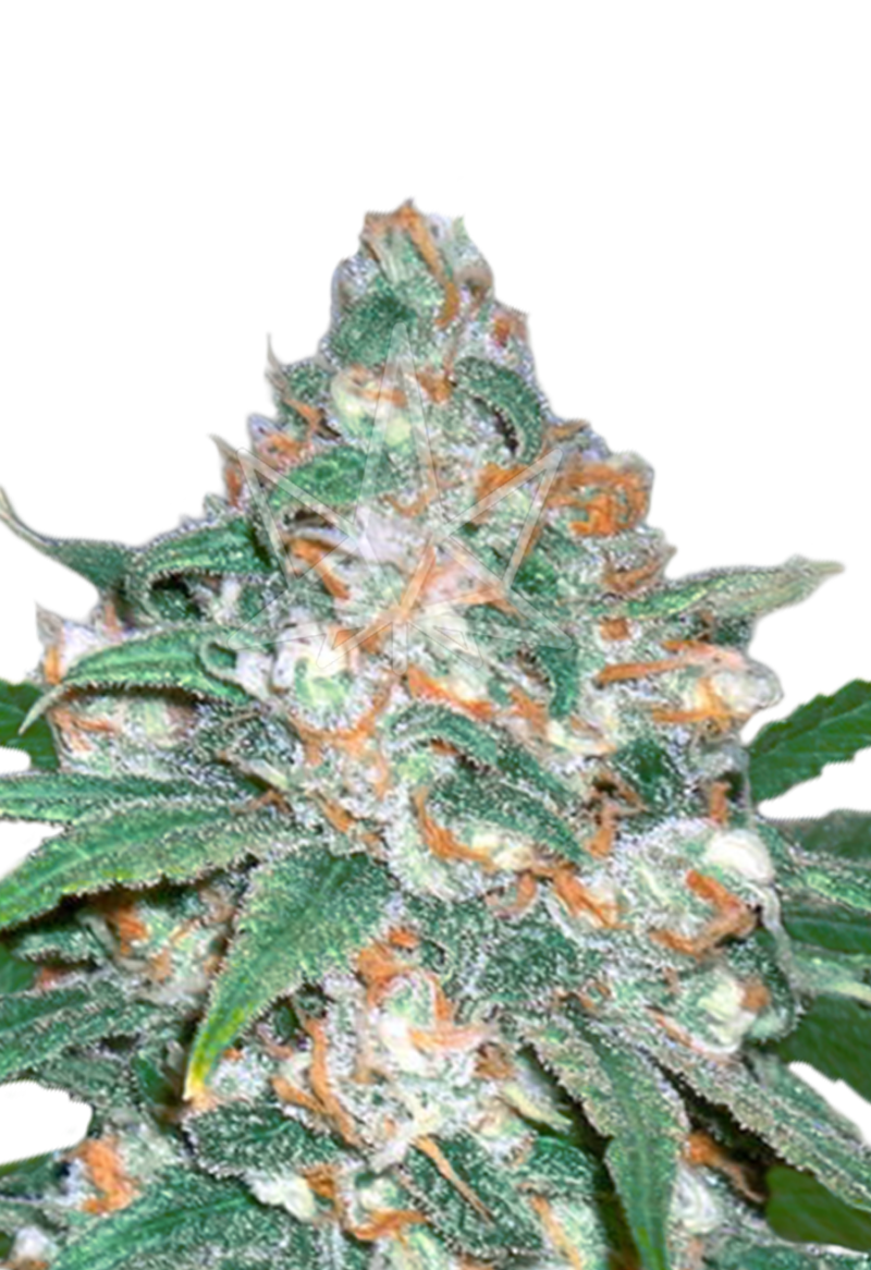 the devil crack feminized seeds