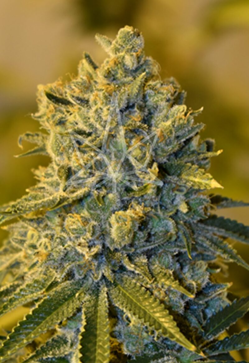 bruce banner feminized seeds