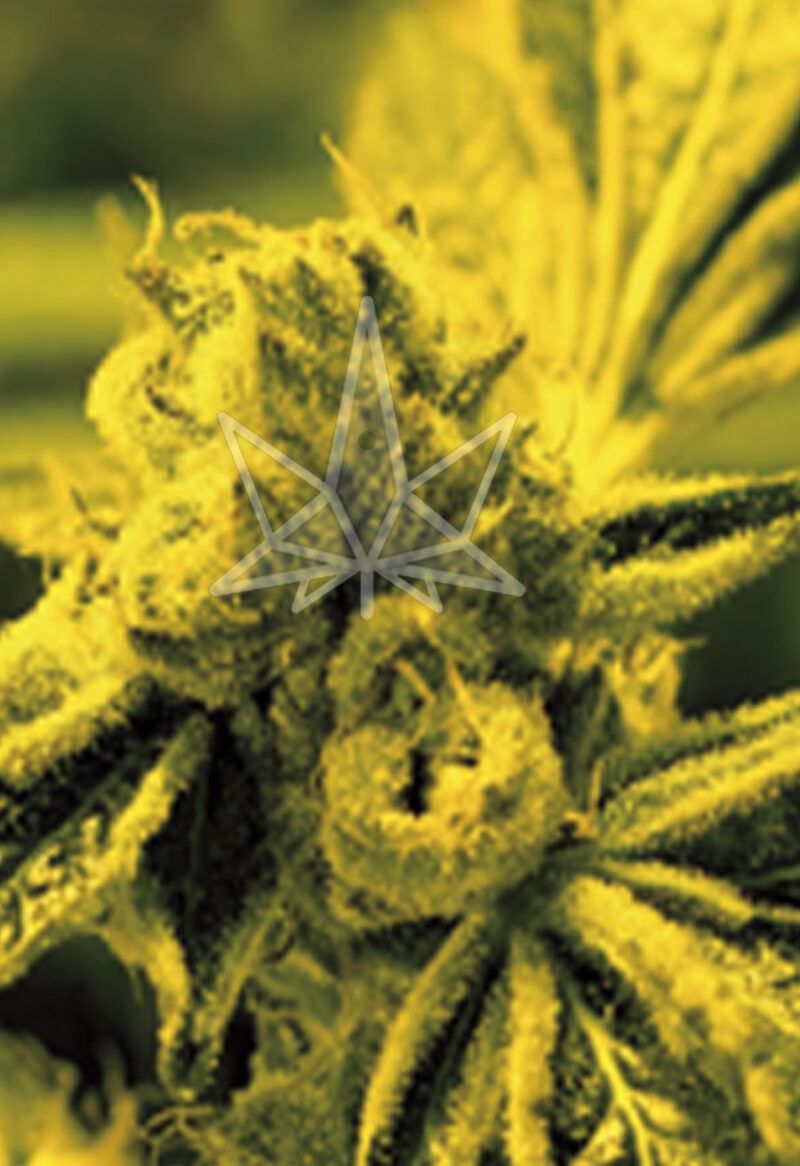 cafe racer feminized seeds opt
