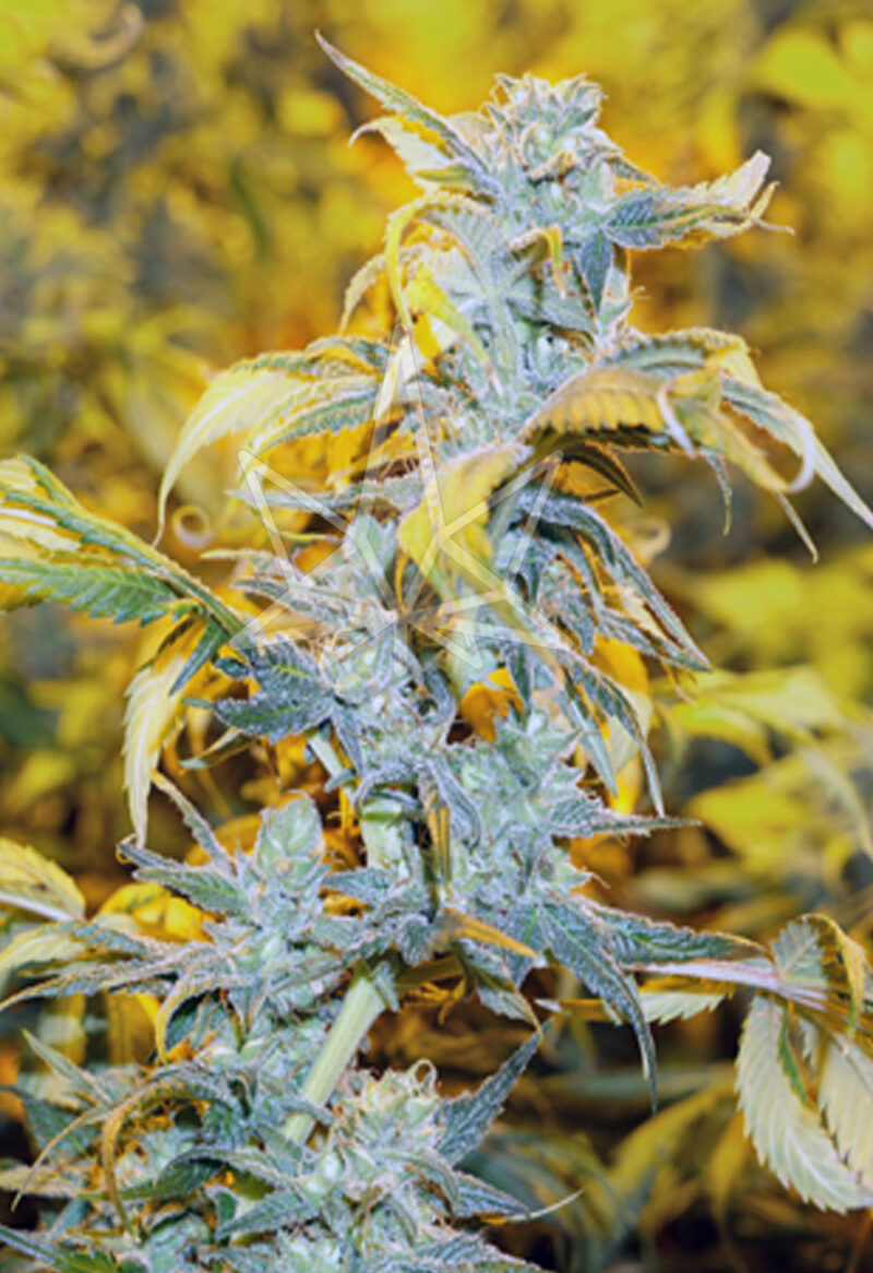 chemdog4 feminized seeds opt