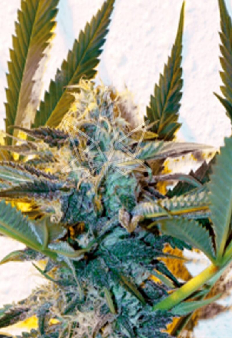 critical daddy purple feminized seeds