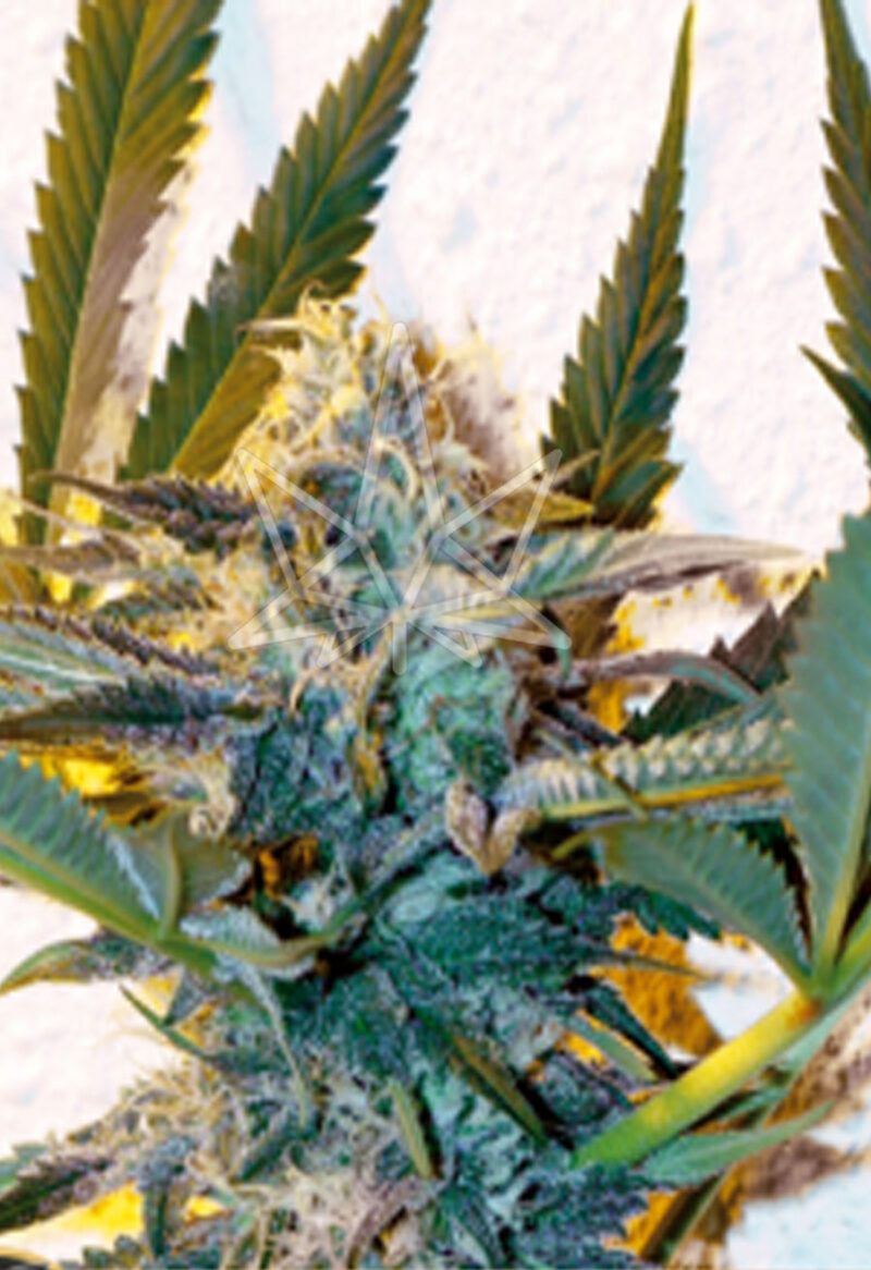 critical daddy purple feminized seeds opt