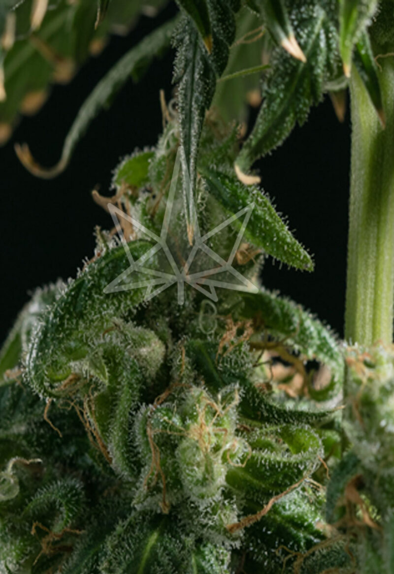 girl scout cookies feminized seeds opt
