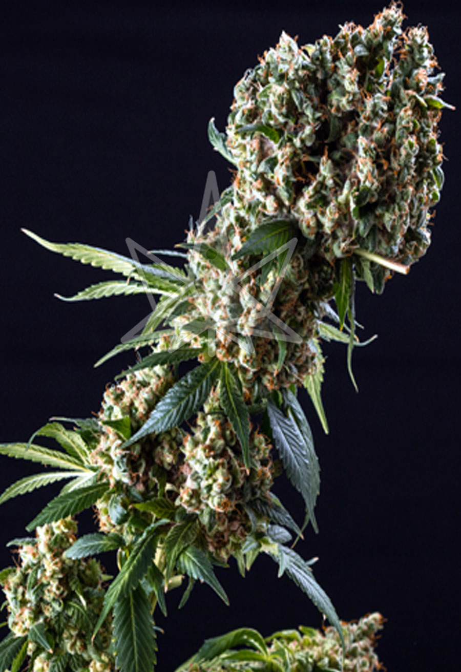 grandaddy purple feminized seeds opt