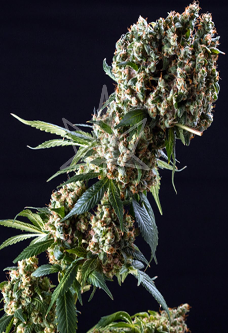grandaddy purple feminized seeds