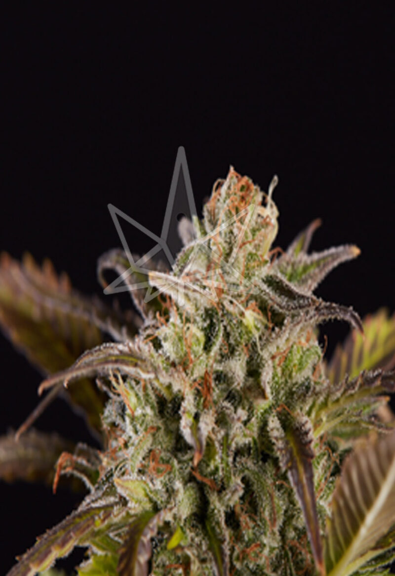 grizzly purple feminized seeds opt