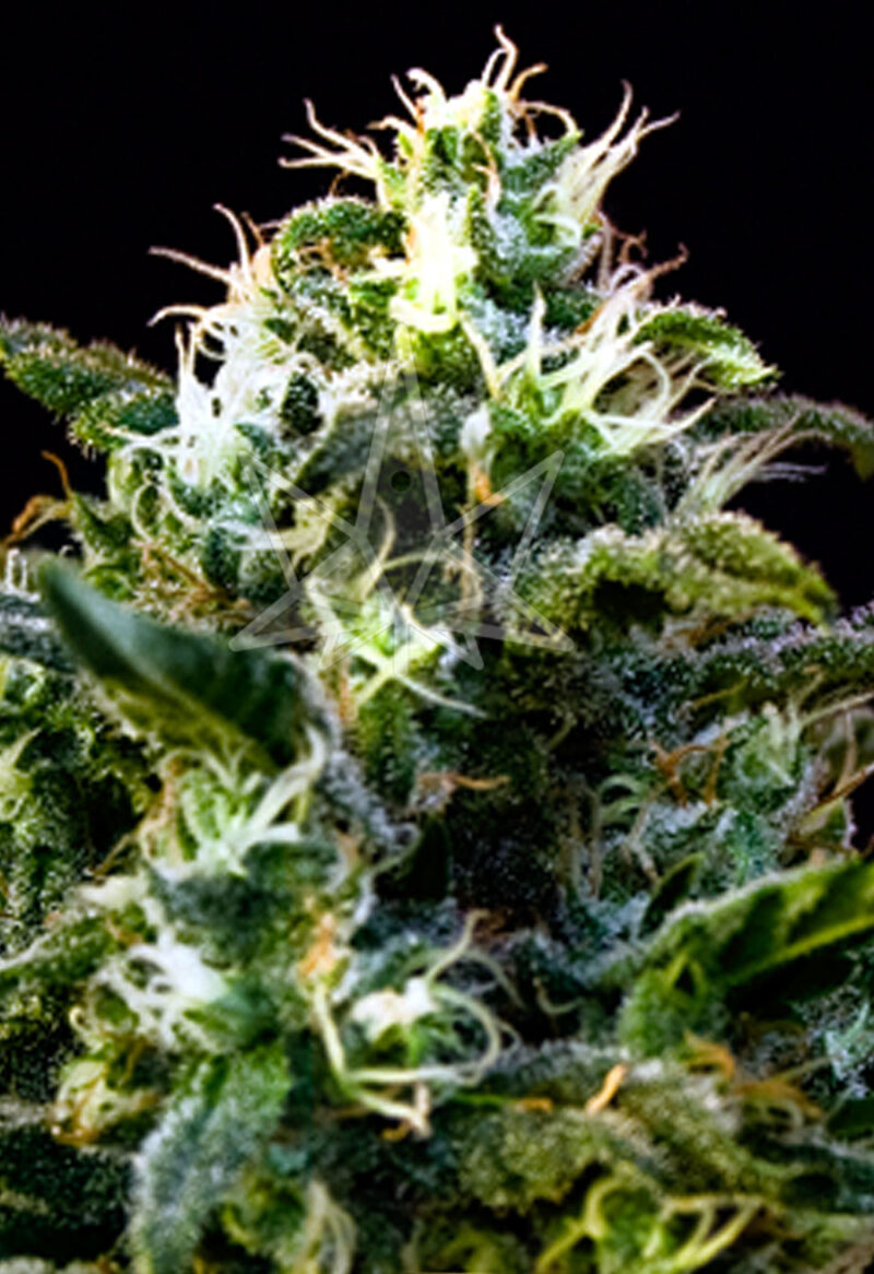 mamba negra feminized seeds opt