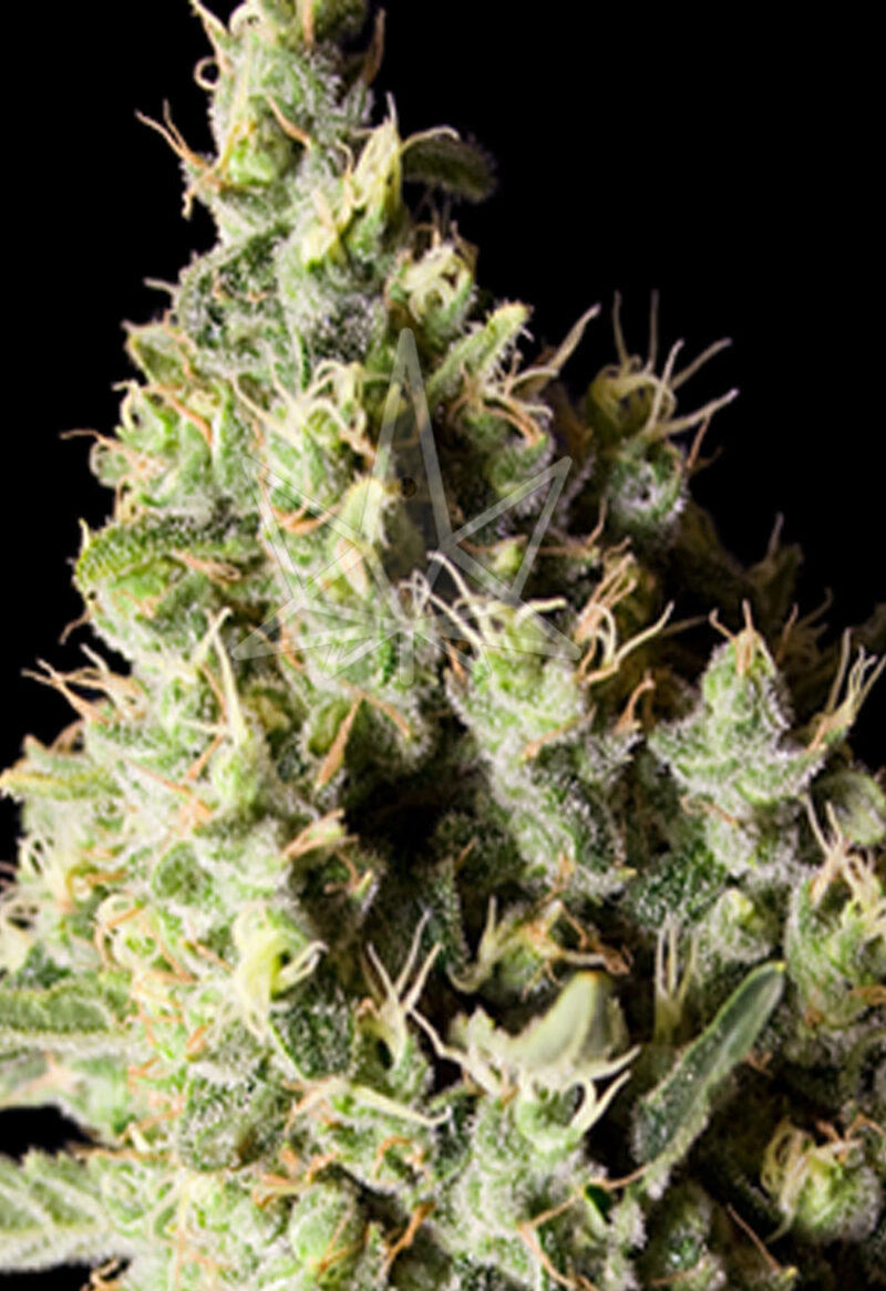narkosis feminized seeds opt