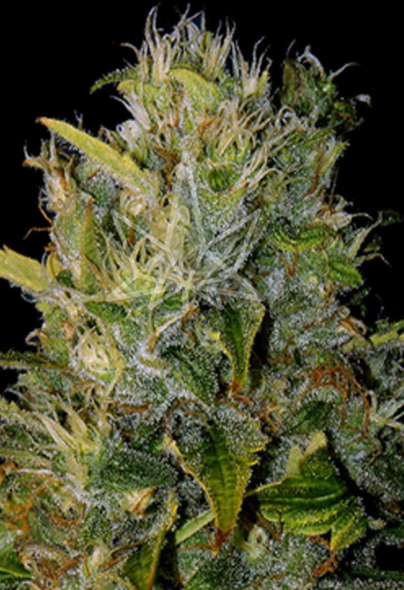 snta muerte feminized seeds