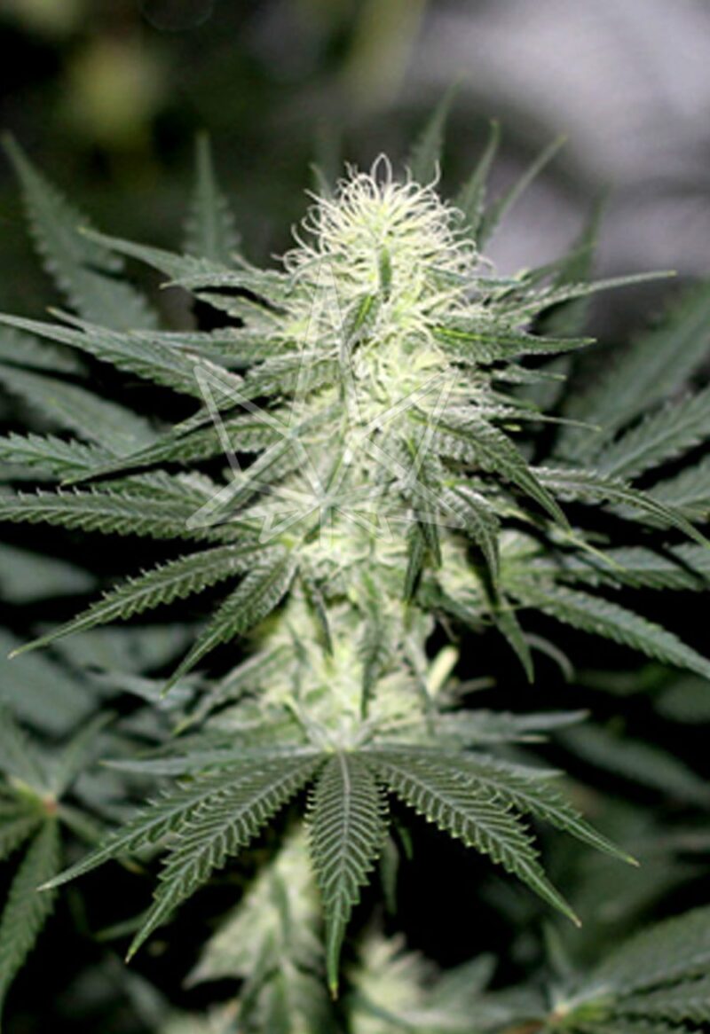 sour diesel feminized seeds