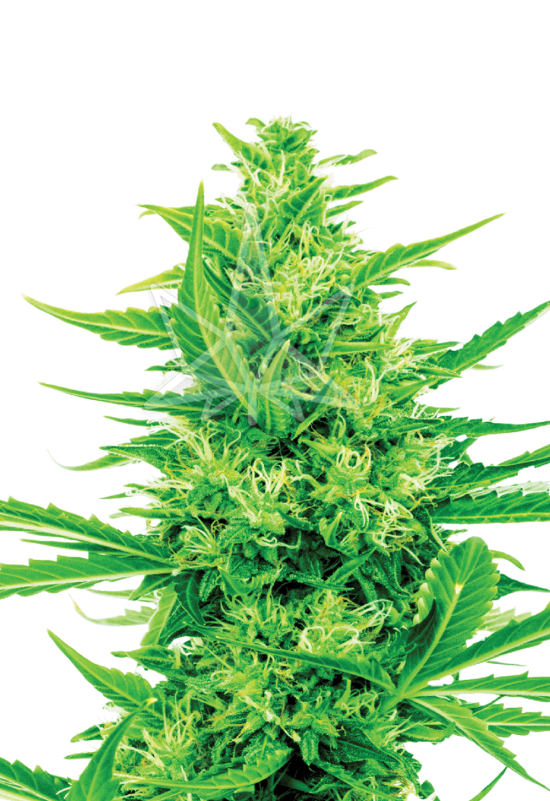 super silver haze cbd seeds