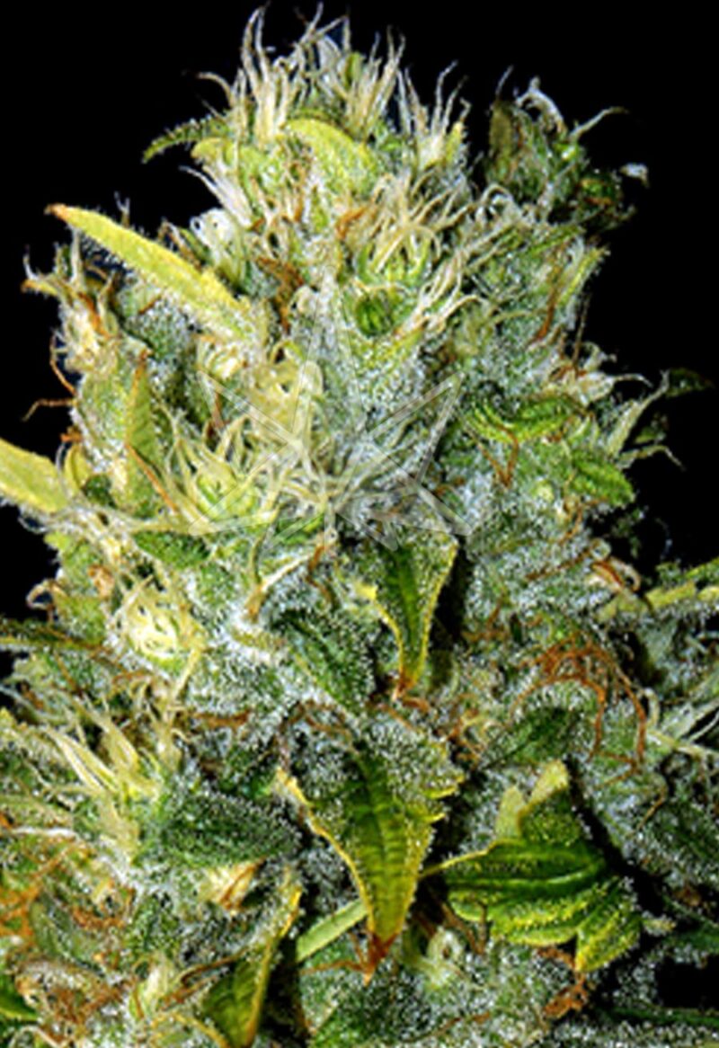 tangie autoflower seeds