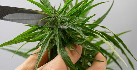 A Complete Guide on How to Trim Weed