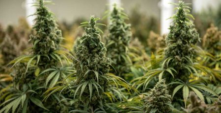 How to Use CO2 for Marijuana Grow Room to Increase Yields