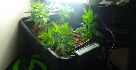 Hydroponic Systems for Weed 1