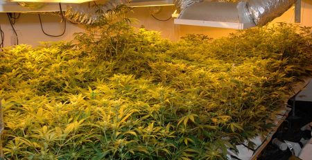 LEC Grow Lights for Cannabis 1