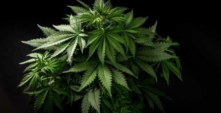 Lollipopping Cannabis The Right Way 1