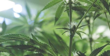 Male VS Female Weed Everything You Need to Know